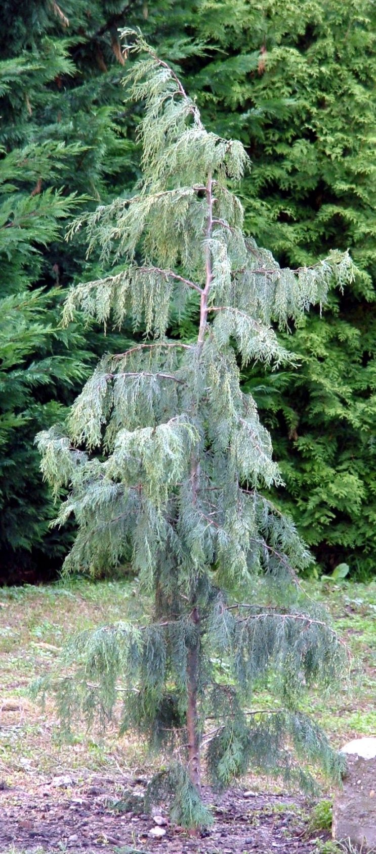 Cupressocyparis x Leyland ciprus Leyland semicypress